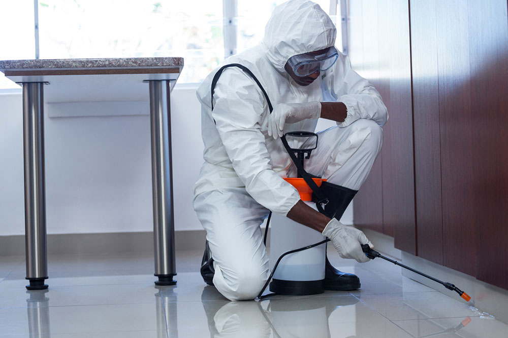 7 pest control mistakes pet owners should avoid
